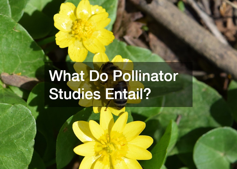 What Do Pollinator Studies Entail?